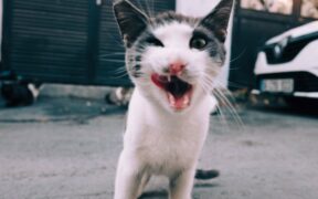 Cat excessive licking genitals