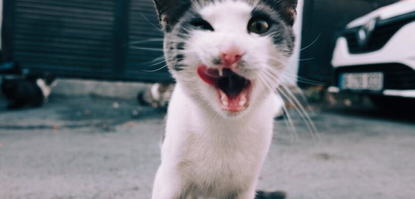 Increased chest movement cat