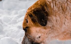 Dog licking cold surfaces with digestive upset
