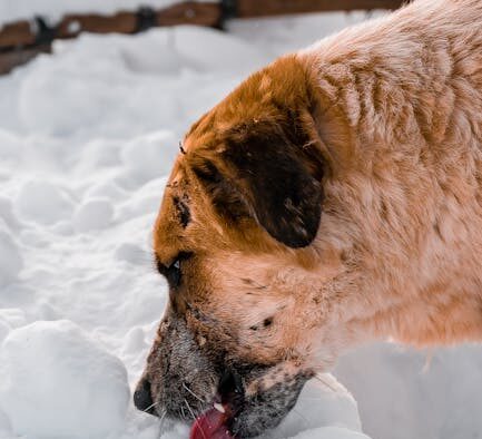 Dog licking cold surfaces with digestive upset