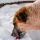 Dog licking cold surfaces with digestive upset