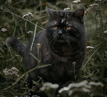 Cat sour odour after vomiting digestive observation