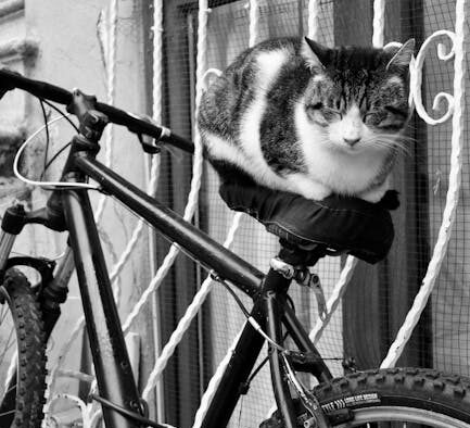 Cat recurring vomiting episodes over longer time frame