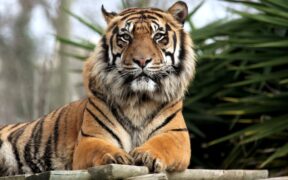 Cat straining to urinate dangerous causes and urgent care