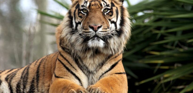 Cat straining to urinate dangerous causes and urgent care