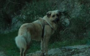 Exercise-induced cough dog