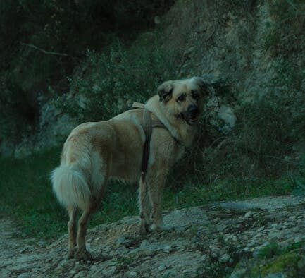 Exercise-induced cough dog