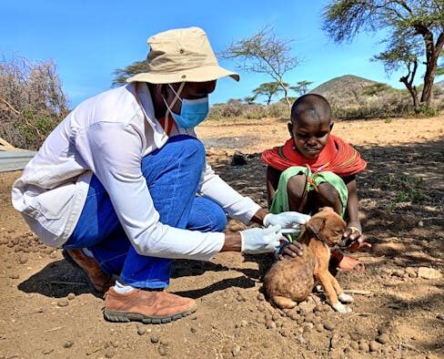 Dog itching common reasons and when to see a veterinarian