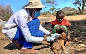 Dog vomiting bile causes and care basics