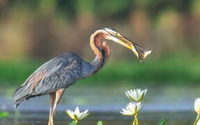 Feeding guide for fish based diets cats