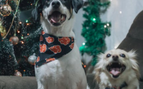 Supplements for seasonal allergies in dogs