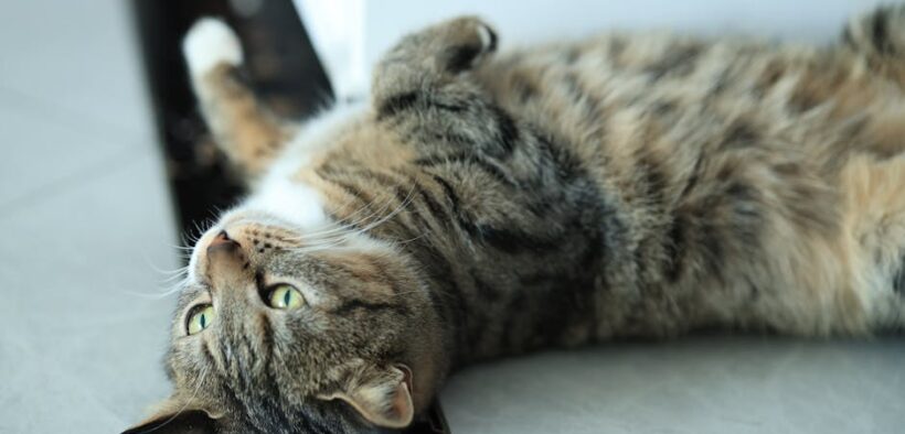 Cat flaky dandruff concentrated on back early signs