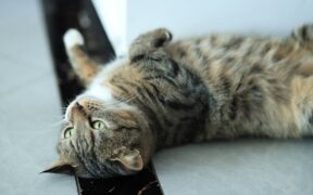 Pet arching back during urination