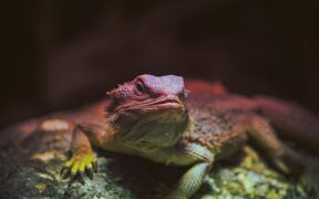 Blood clots in pet urine