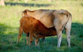 Feeding guide for farm kittens