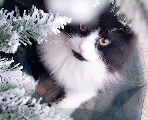 Cat irritated paws after winter exposure signs