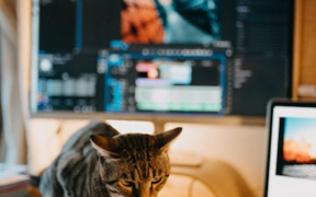 Cat flaky irritated paws early signs and monitoring