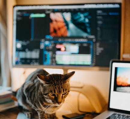 Cat hot paws reasons and monitoring