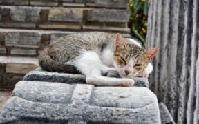 Stone fruits toxicity pets