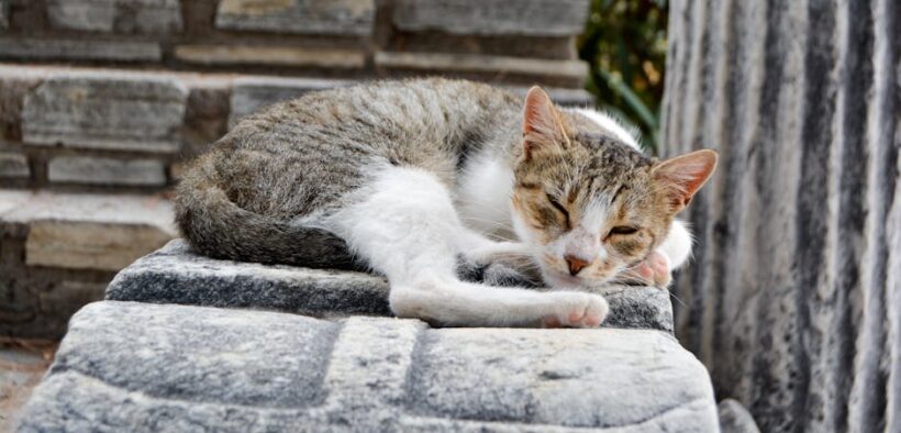 Stone fruits toxicity pets