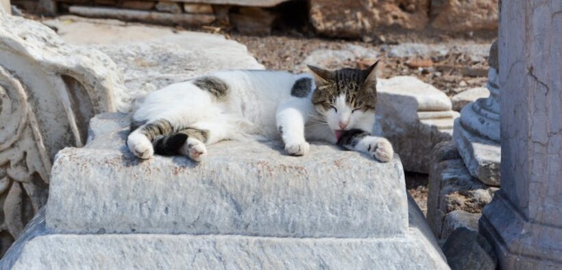 Hot dogs harmful to cats