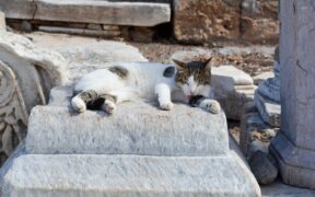 Preventive emergency planning for dogs and cats