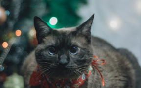 Holiday anxiety in cats