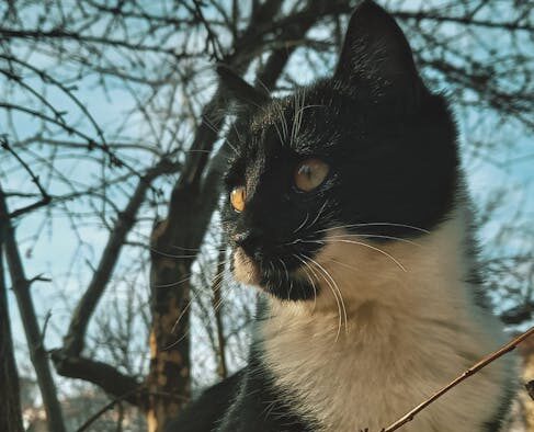 Ticks in rural cats causes risks and prevention for pet owners