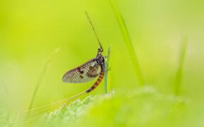 Nasal irritation after outdoors