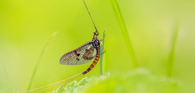 Nasal irritation after outdoors