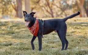 Dog bumpy rash near tail symptoms and what to know