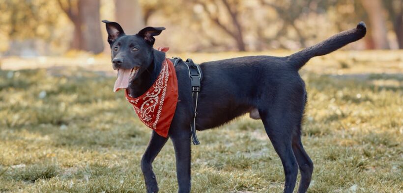 Dog bumpy rash near tail symptoms and what to know