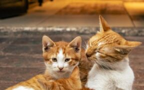 Urine dripping across floor pets