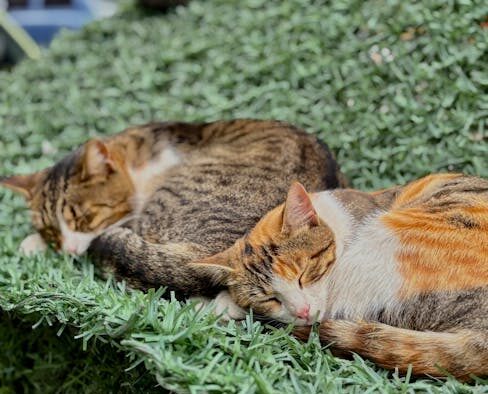 Green potatoes toxic pets