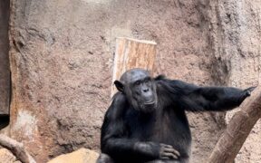 Wet fur around genitals