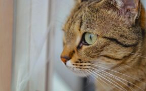 Supplements for indoor cats only