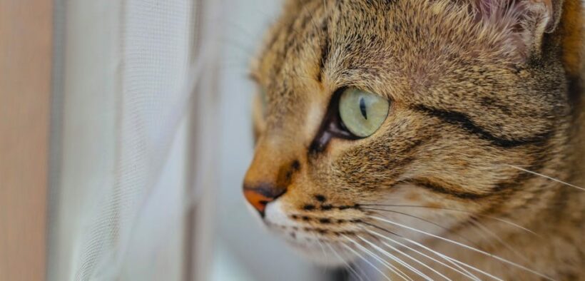 Cats reacting to new pets joining home