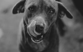 Dog fur discoloration from licking symptoms and monitoring