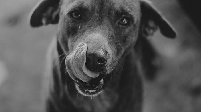 Dog swollen face causes allergies infections and emergencies