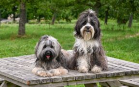 Dog vomiting and diarrhea together symptoms and concerns