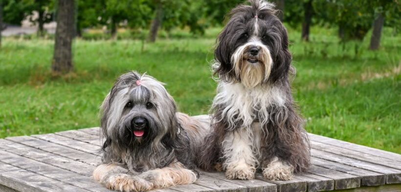 Dog vomiting and diarrhea together symptoms and concerns