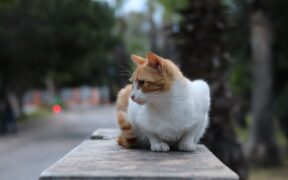 Cats reacting when picked up