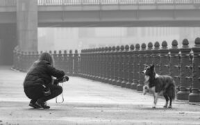 Urinary distress mornings pets