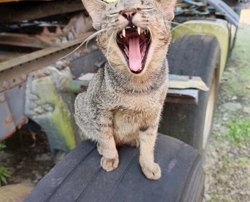 Anxiety during grooming in cats