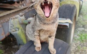 Grooming Frequency Basics for Cats