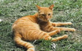 Supplements for calm digestion in cats