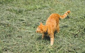 Cat meowing when urinating