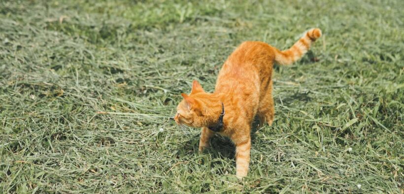 Cat meowing when urinating