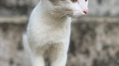 Cat collapse possible causes and immediate steps - Vet Pedia