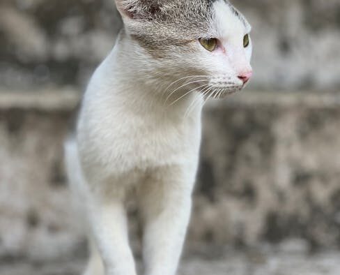 Cat collapse possible causes and immediate steps